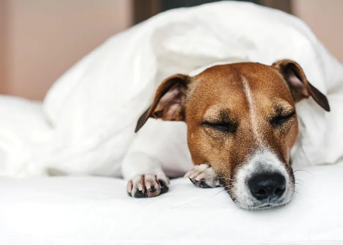 Garner By Ihg ホテル 4*